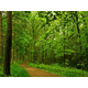 paisajes-de-bosques-030_452369