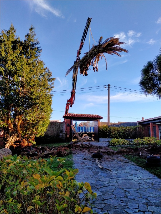 Retirada de restos vegetales de palmera cortada anteriormente