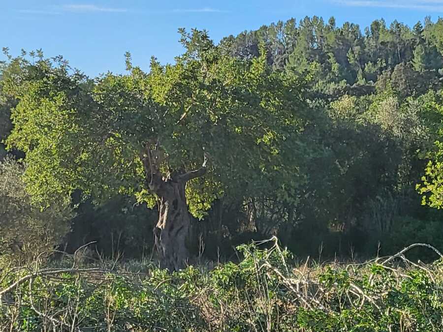 Trabajos Forestales