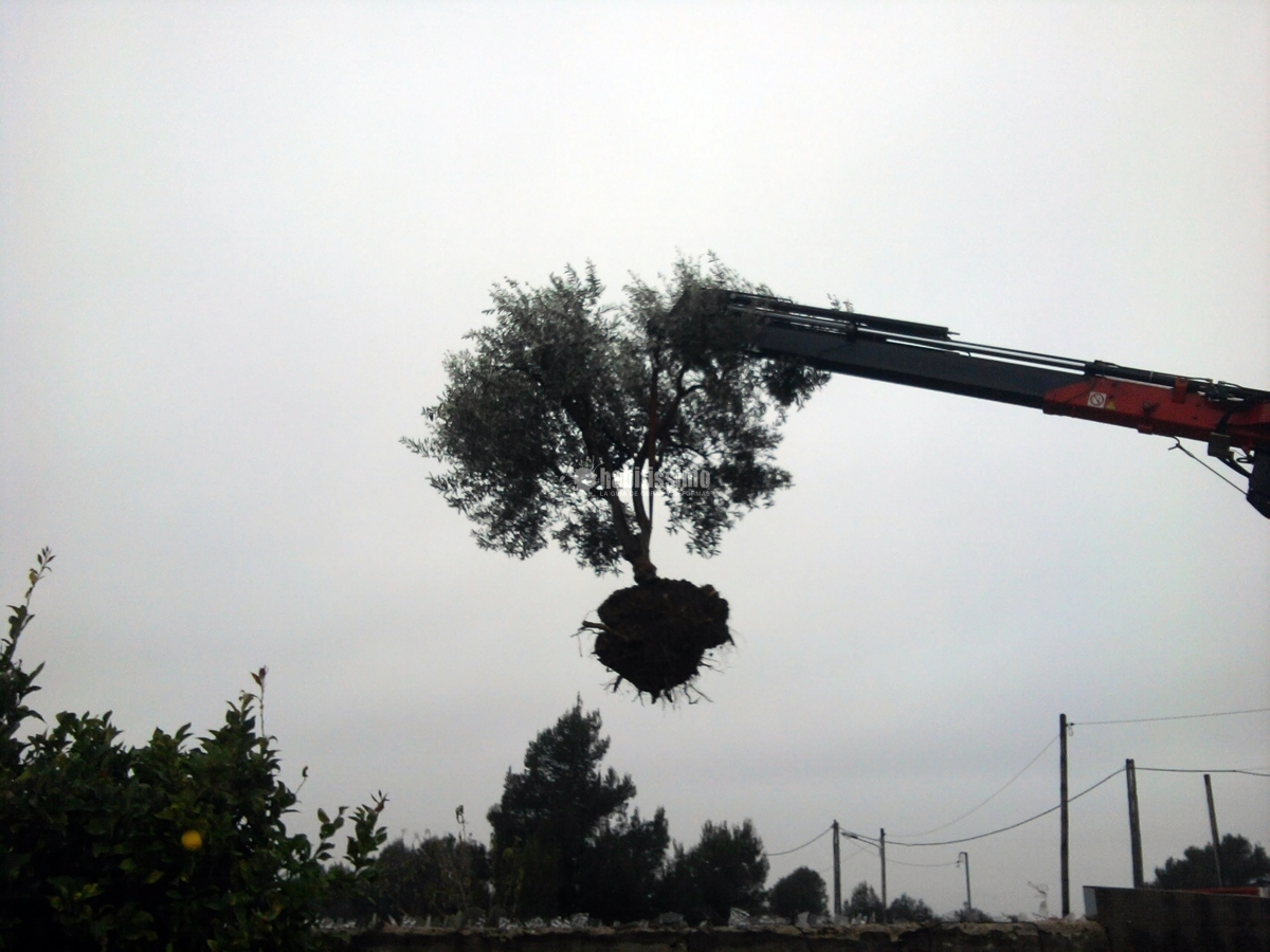Jardineros, Mantenimiento Jardines, Tala Árboles
