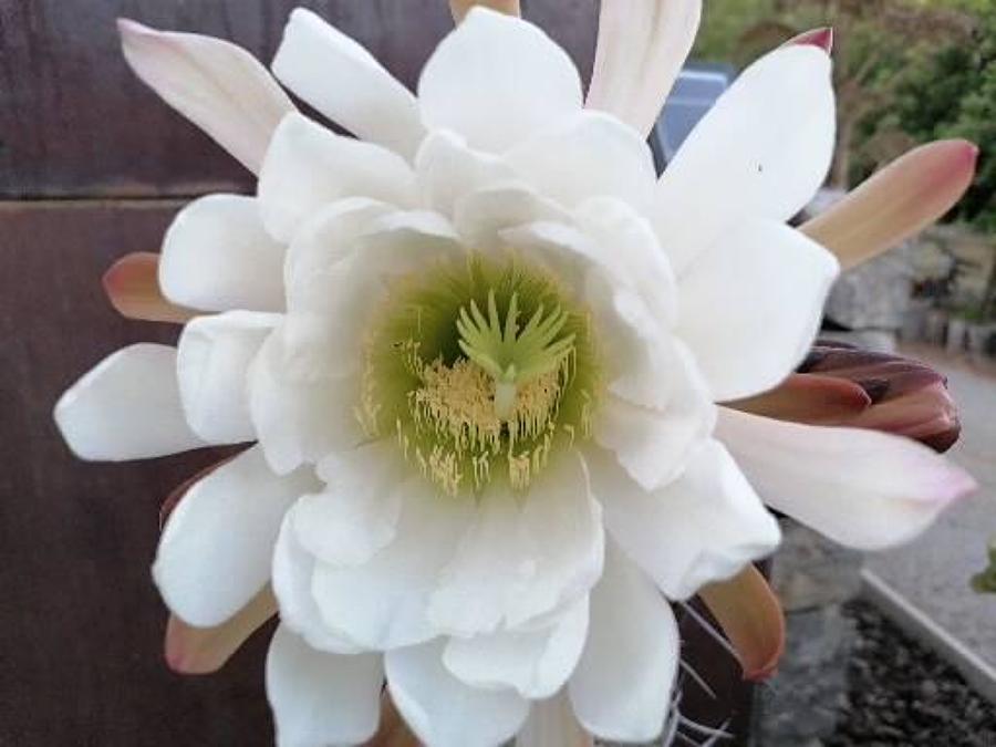 Cactus