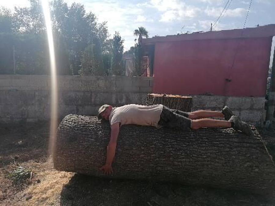 Poda pino