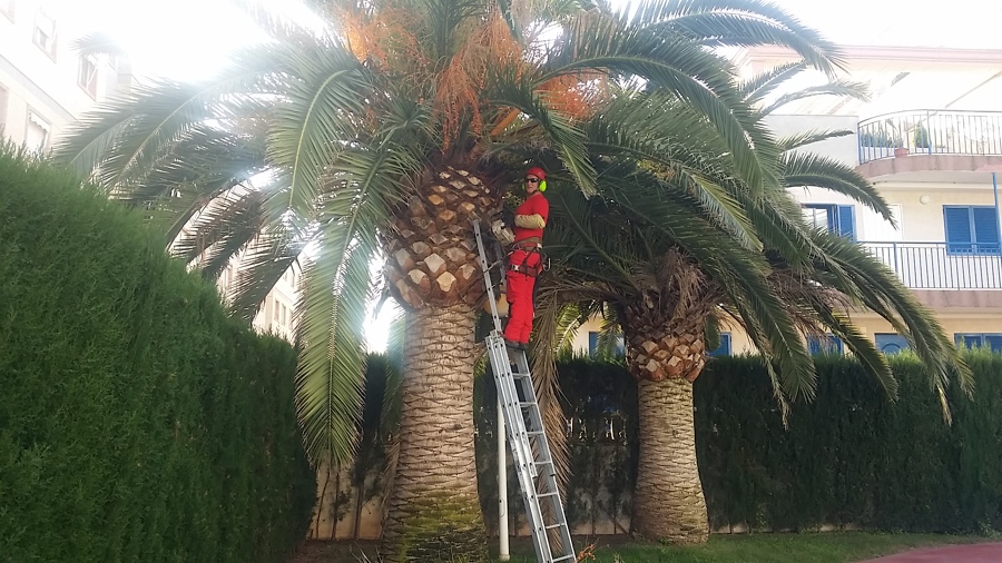 Poda palmera