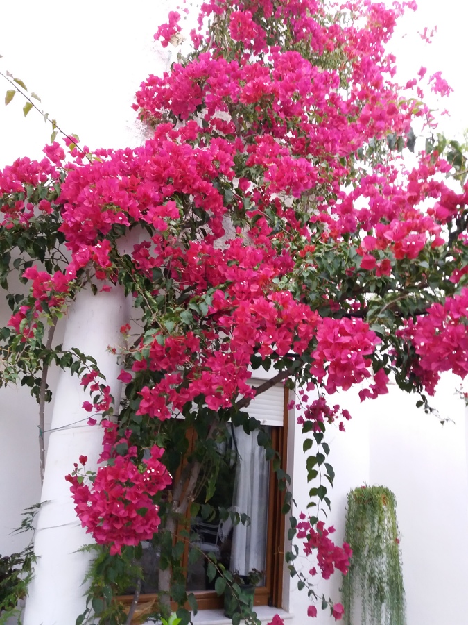 jardines