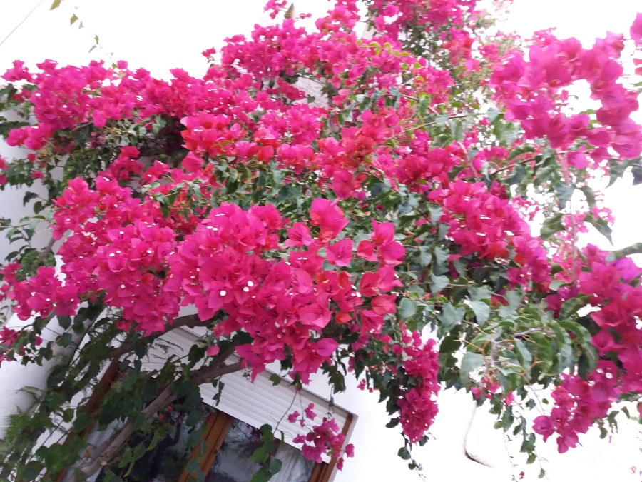 jardines