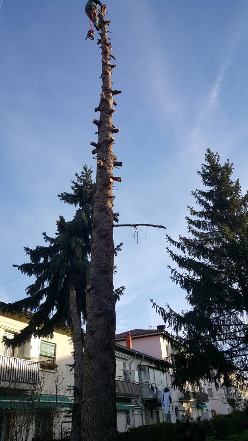 Poda en altura