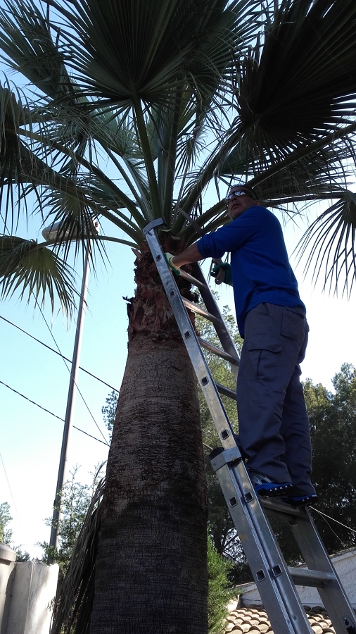Poda de palmeras.