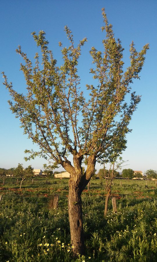 Ciruelo