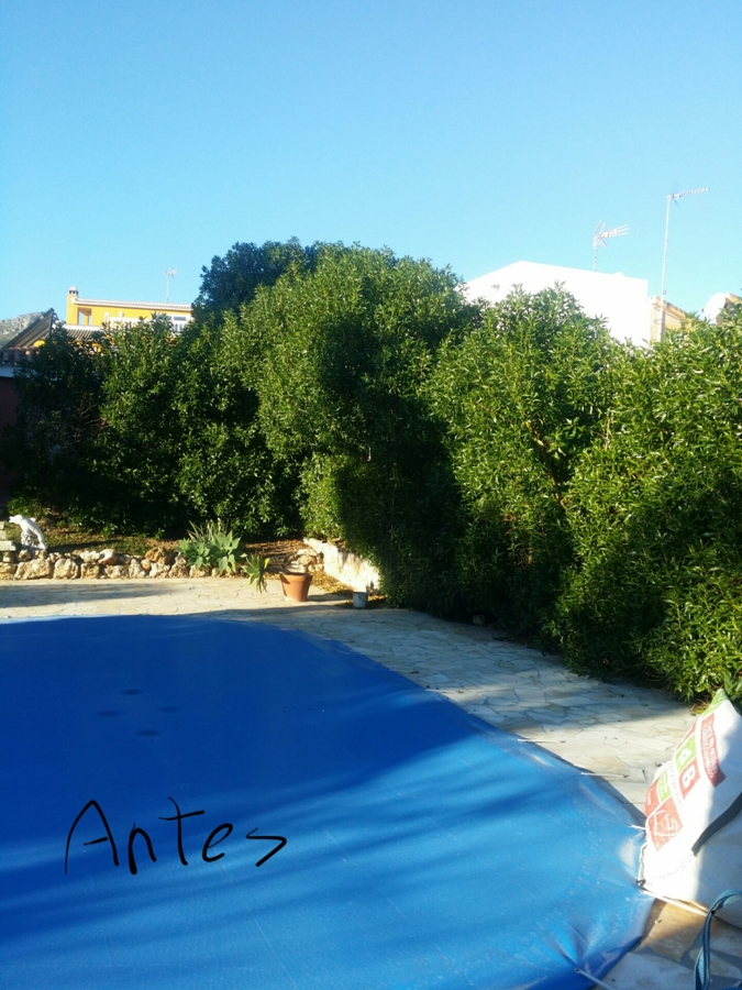 Trasparentes