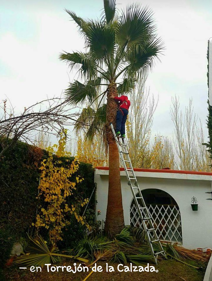 PODA DE PALMERA