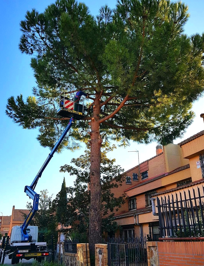 TALA DE PINO