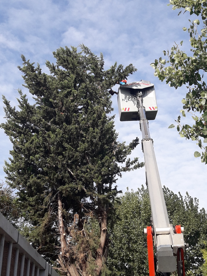 tala en altura de cipres