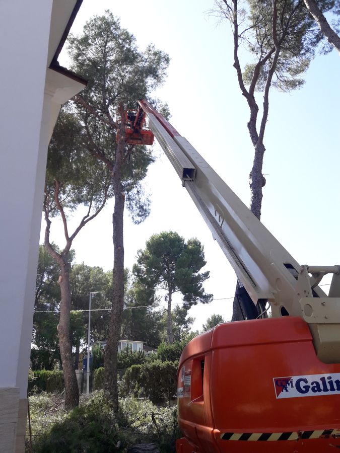 poda de altura de formacion