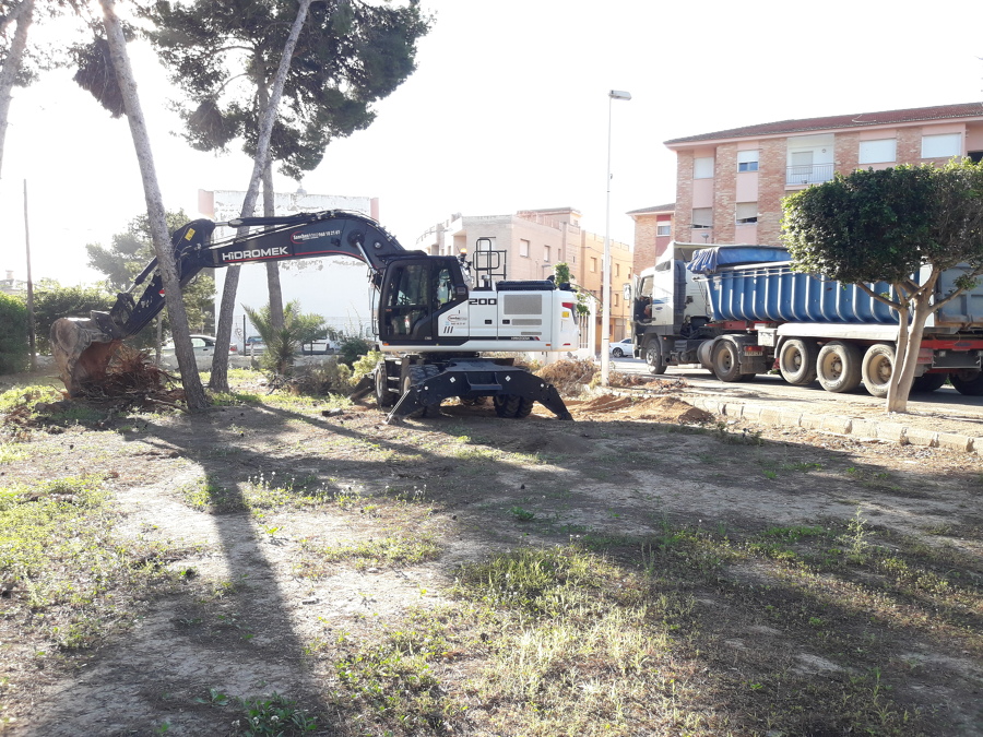 Retirada de pinos caidos