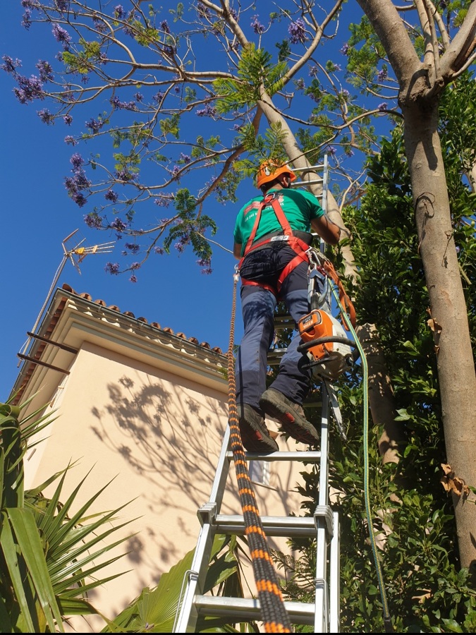 Tala de jacaranda
