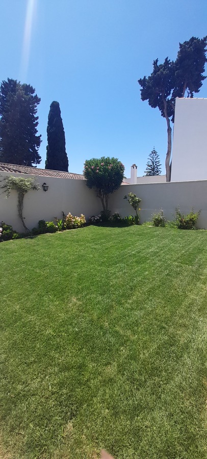 Colocacion de cesped festuca por tepes