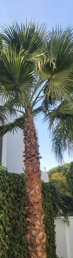 Poda de palmeras