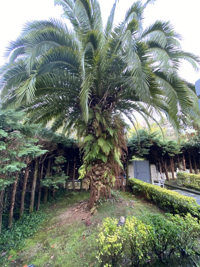 Palmera