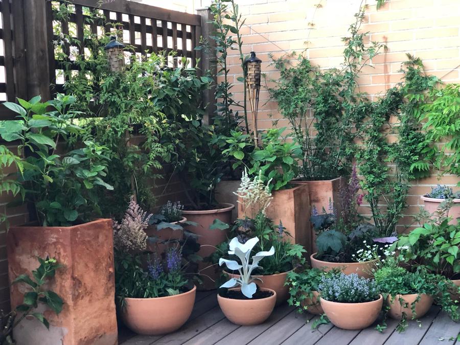 Terraza