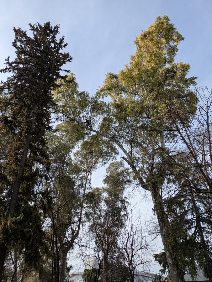 Poda de Eucalipto