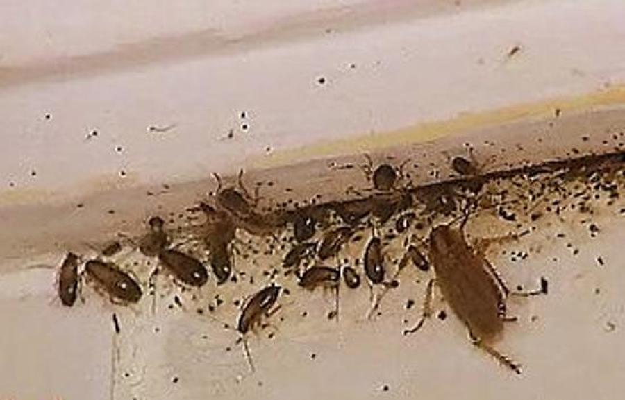 CUCARACHA ALEMANA