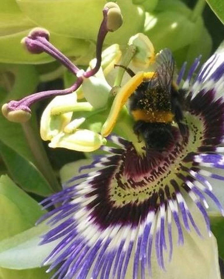 Retirada de panales de abejas