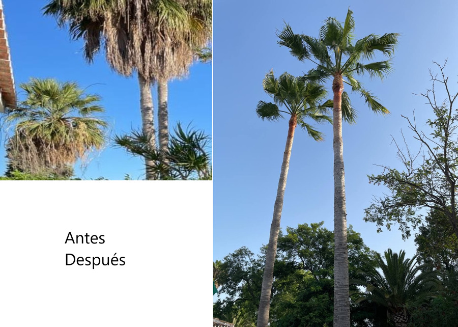 Poda Palmeras Altas