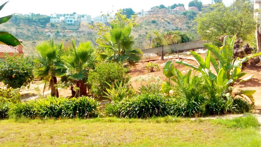 Paraiso Tropical