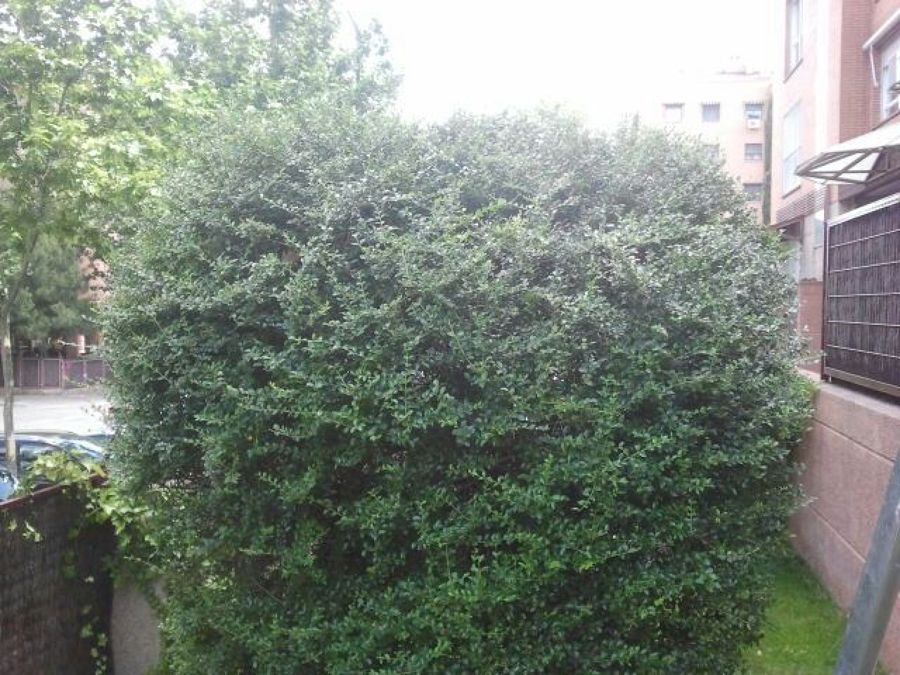 Arreglo de jardin y mantenimiento