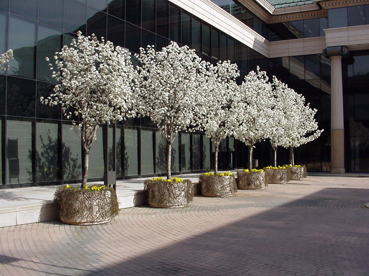 Primavera