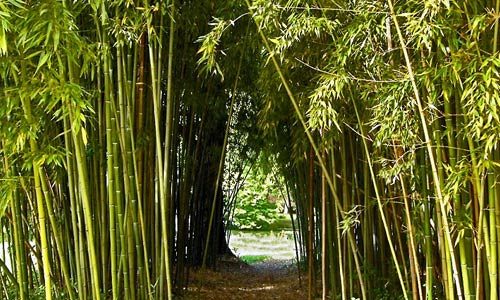 BAMBU