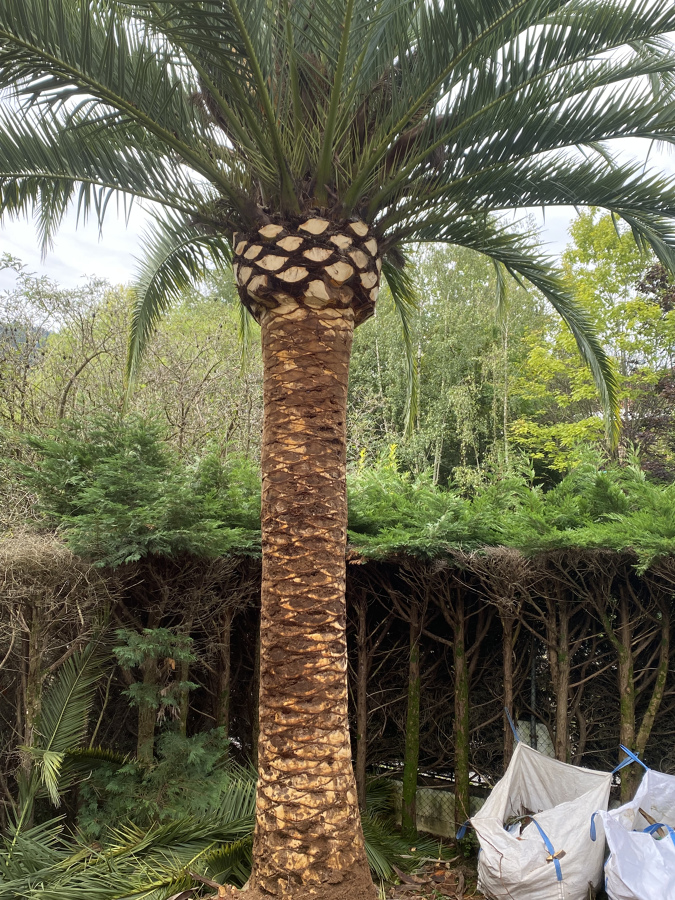 Palmera