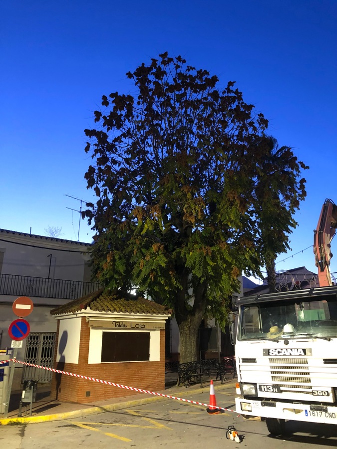 Árbol con grúa