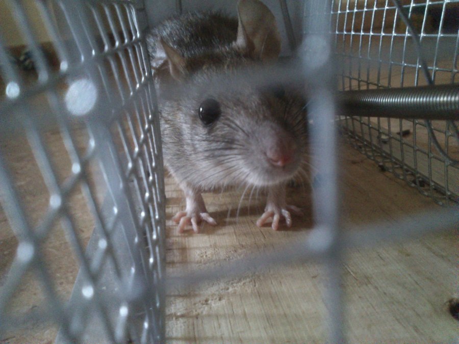 Captura de rata