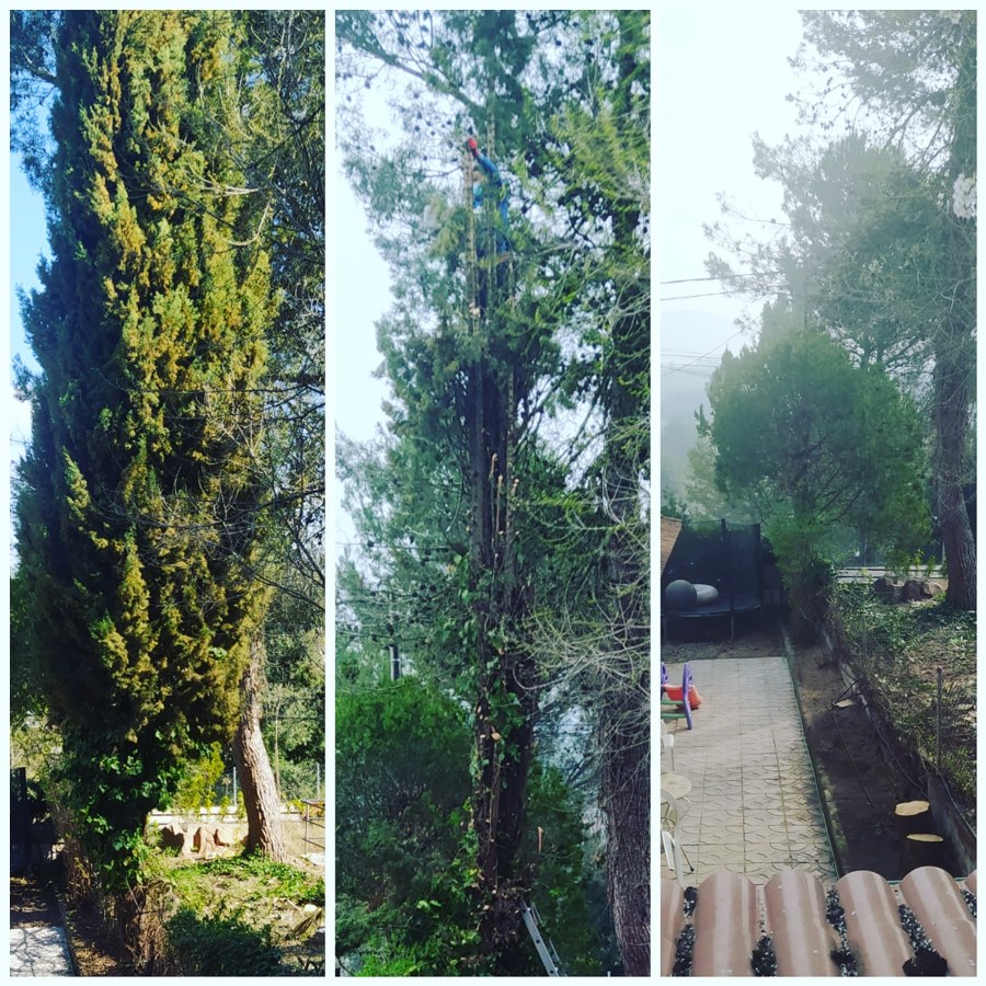 TALA DE CIPRÉS de 10 a 15 metros