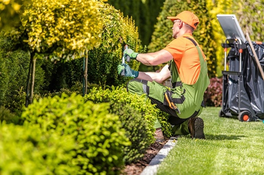 DESBROZAMOS Y RECORTAMOS TUS SETOS Y PLANTAS