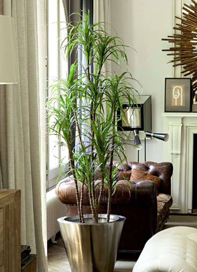 Dracenas Artificiales