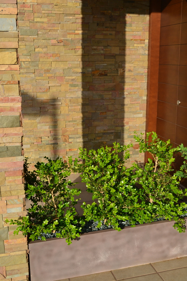 Buxus buxus