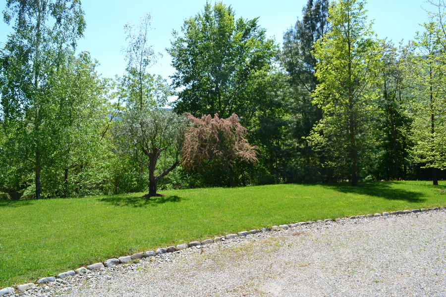 Tamarix