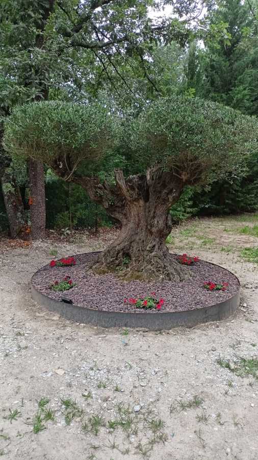 Olivo
