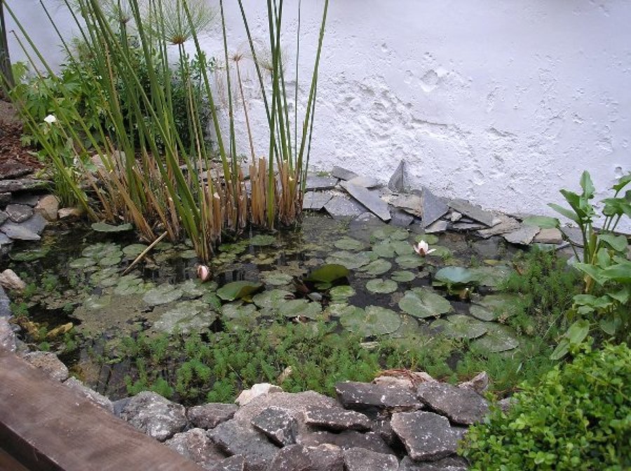 AGUA