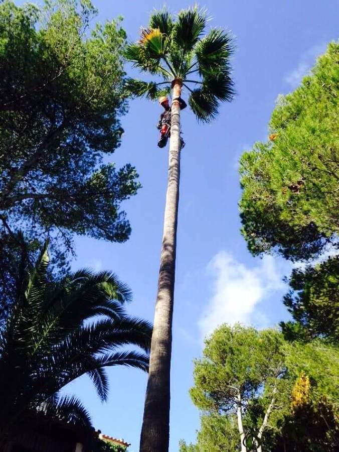 Poda Washingtonia 