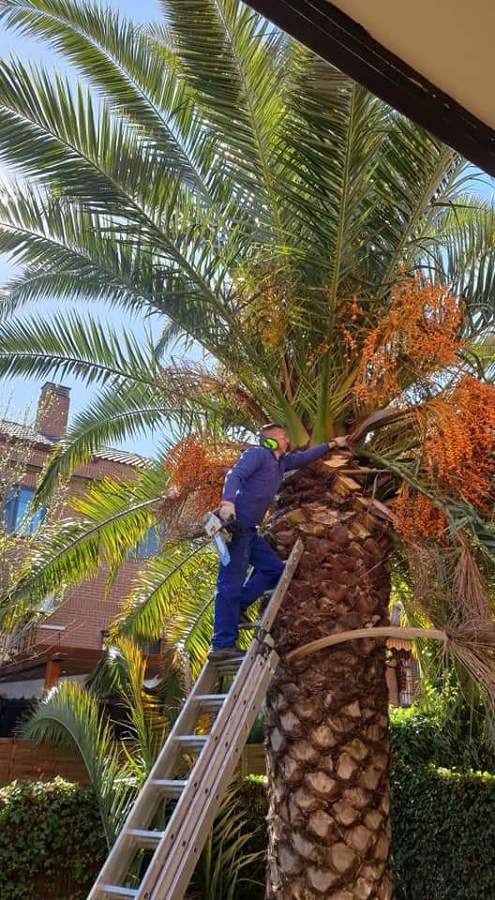 Poda de palmera