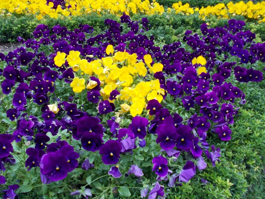 Floración variada de petunias