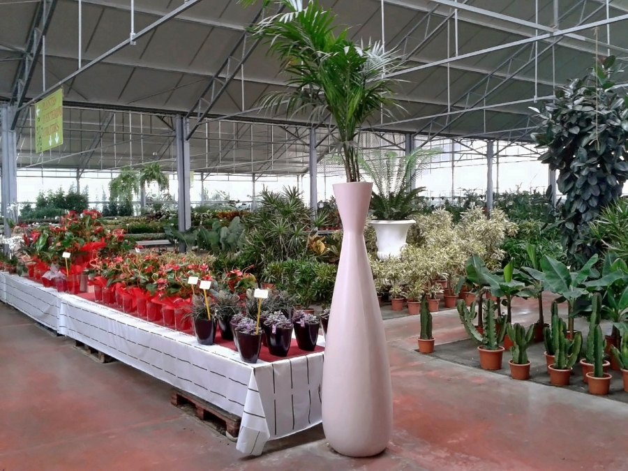 Flores Navarro