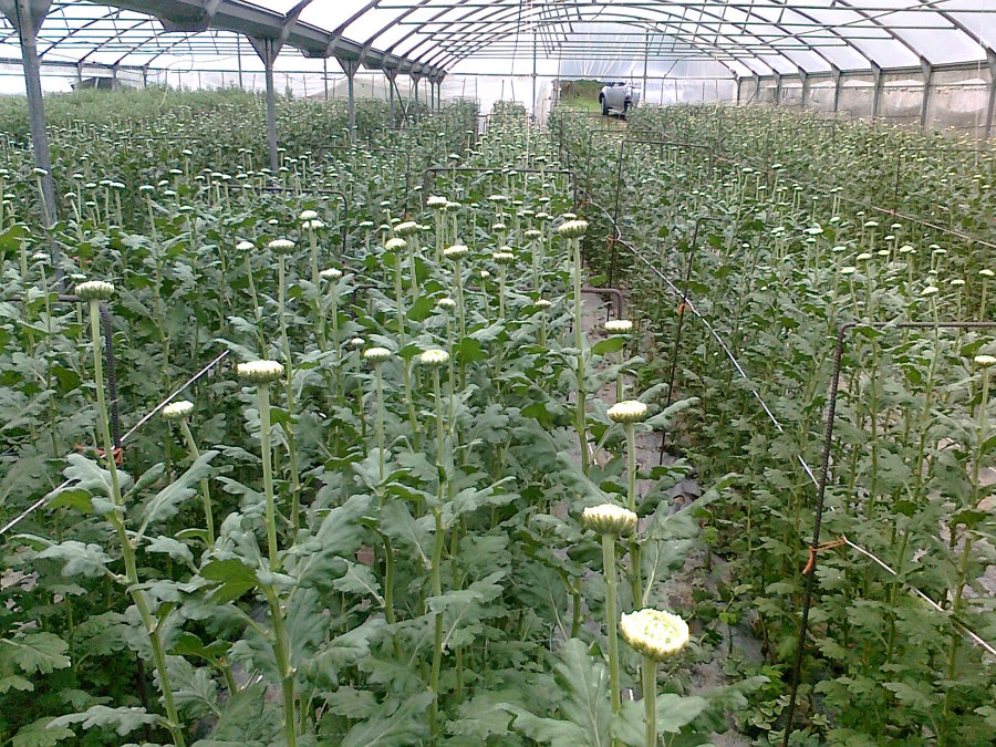 plantas
