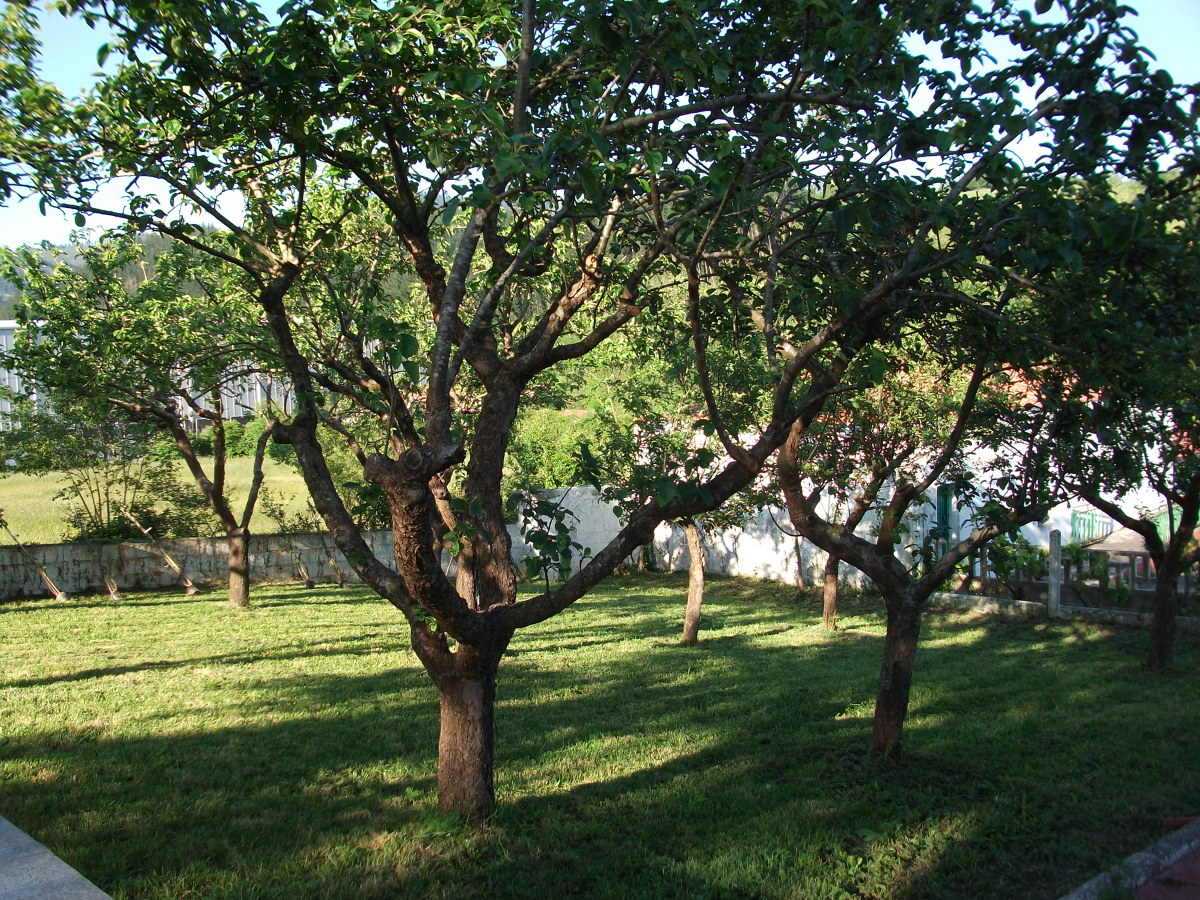 Frutales
