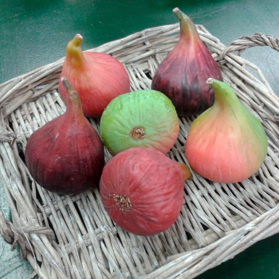 Frutas Artificiales - Higos