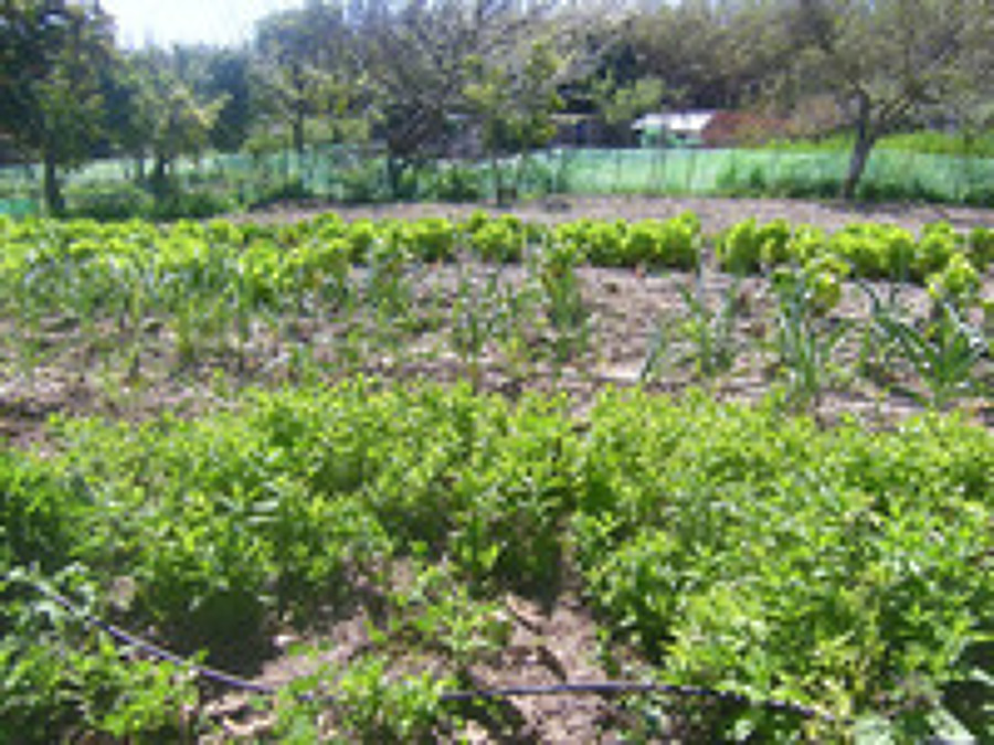 Fincas y huertos