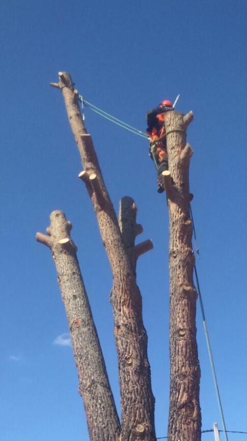 TALA DE ARBOL 